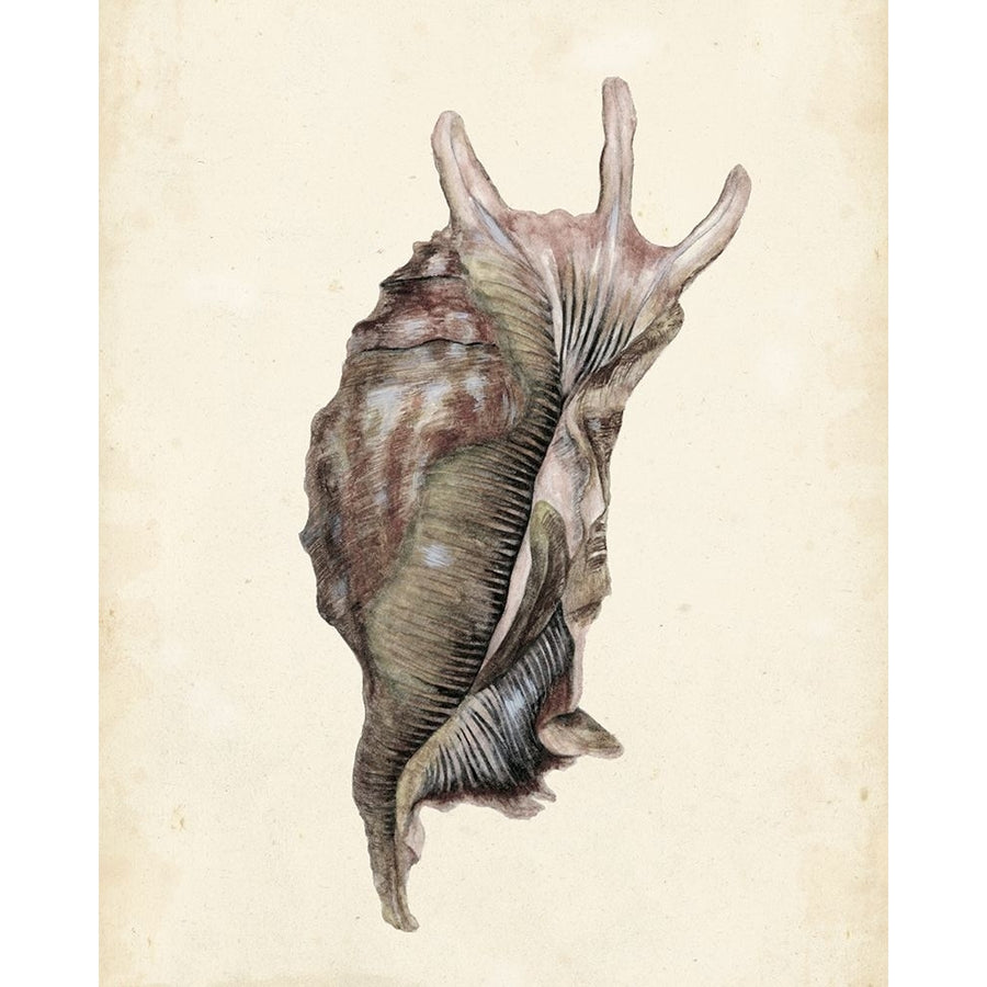 Watercolor Seashell IV Poster Print - Melissa Wang-VARPDX118920Z Image 1