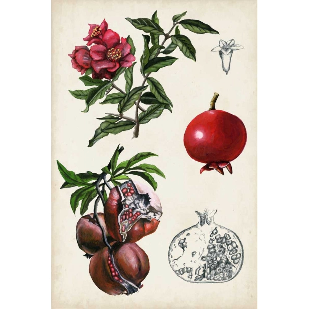 Pomegranate Composition II Poster Print - Naomi McCavitt-VARPDX119077Z Image 1