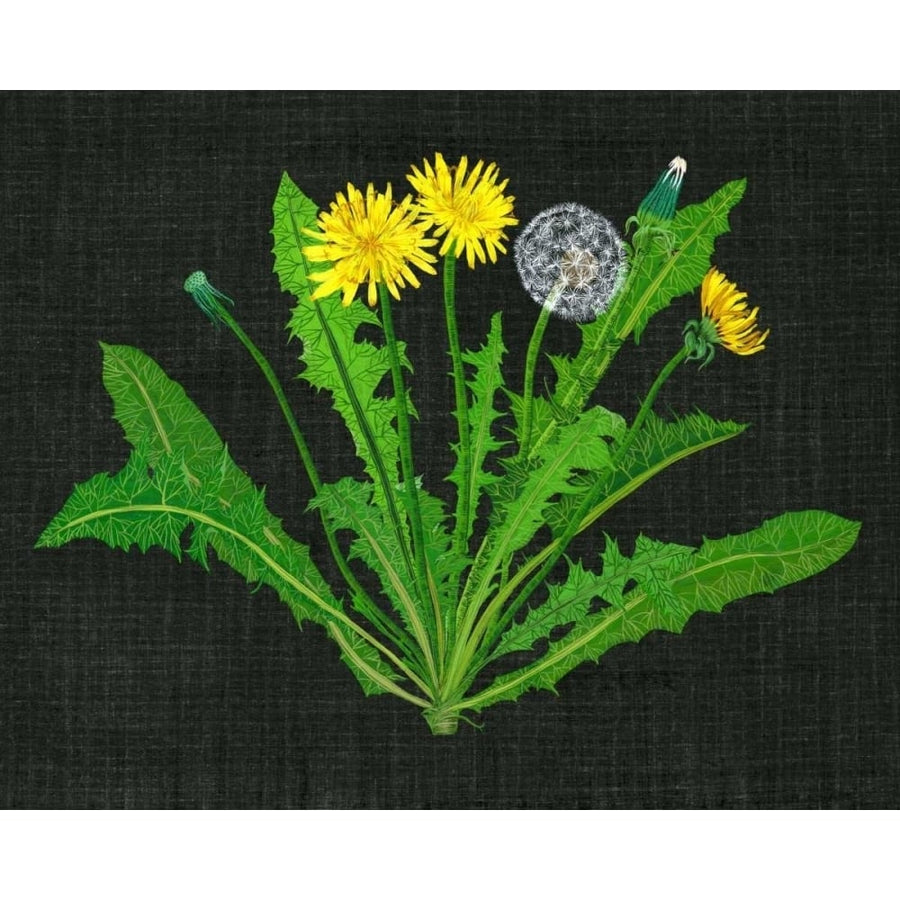 Wild Dandelion II Poster Print - Melissa Wang-VARPDX119089Z Image 1