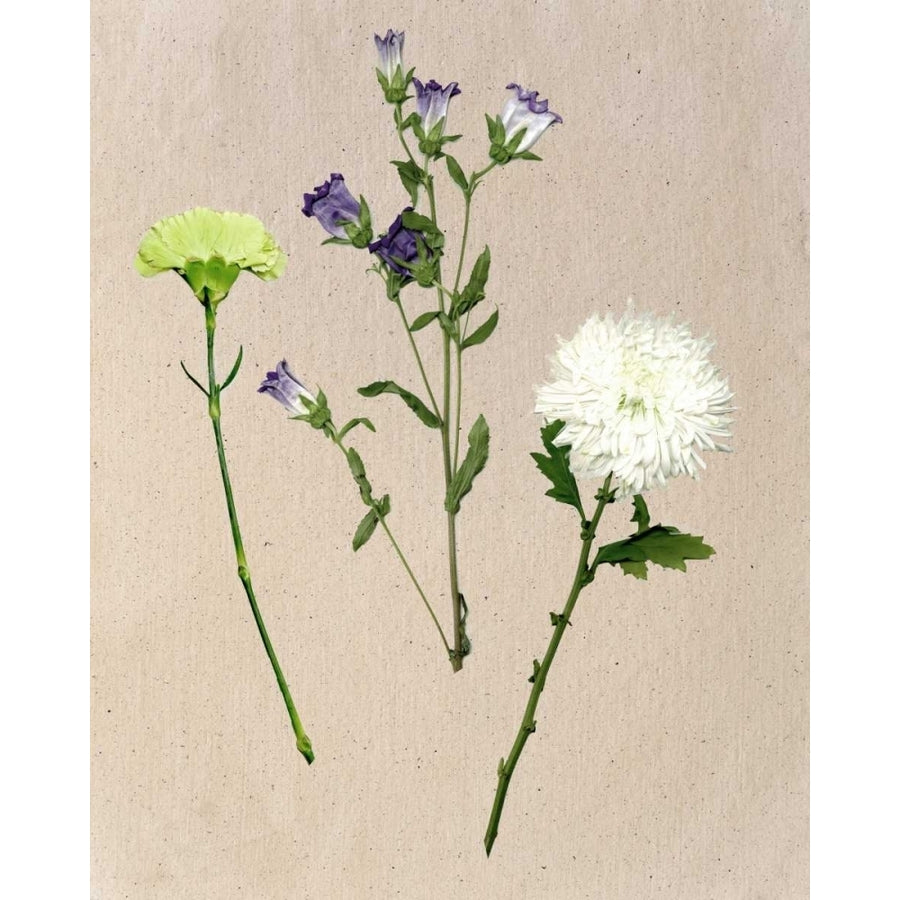 Pretty Pressed Flowers I Poster Print - Melissa Wang-VARPDX119291GG Image 1