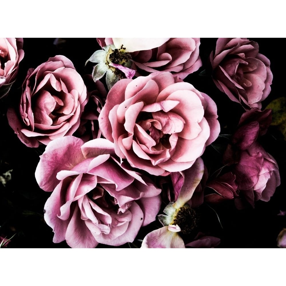 Baroque Roses Poster Print by Emily Navas-VARPDX11964F Image 1