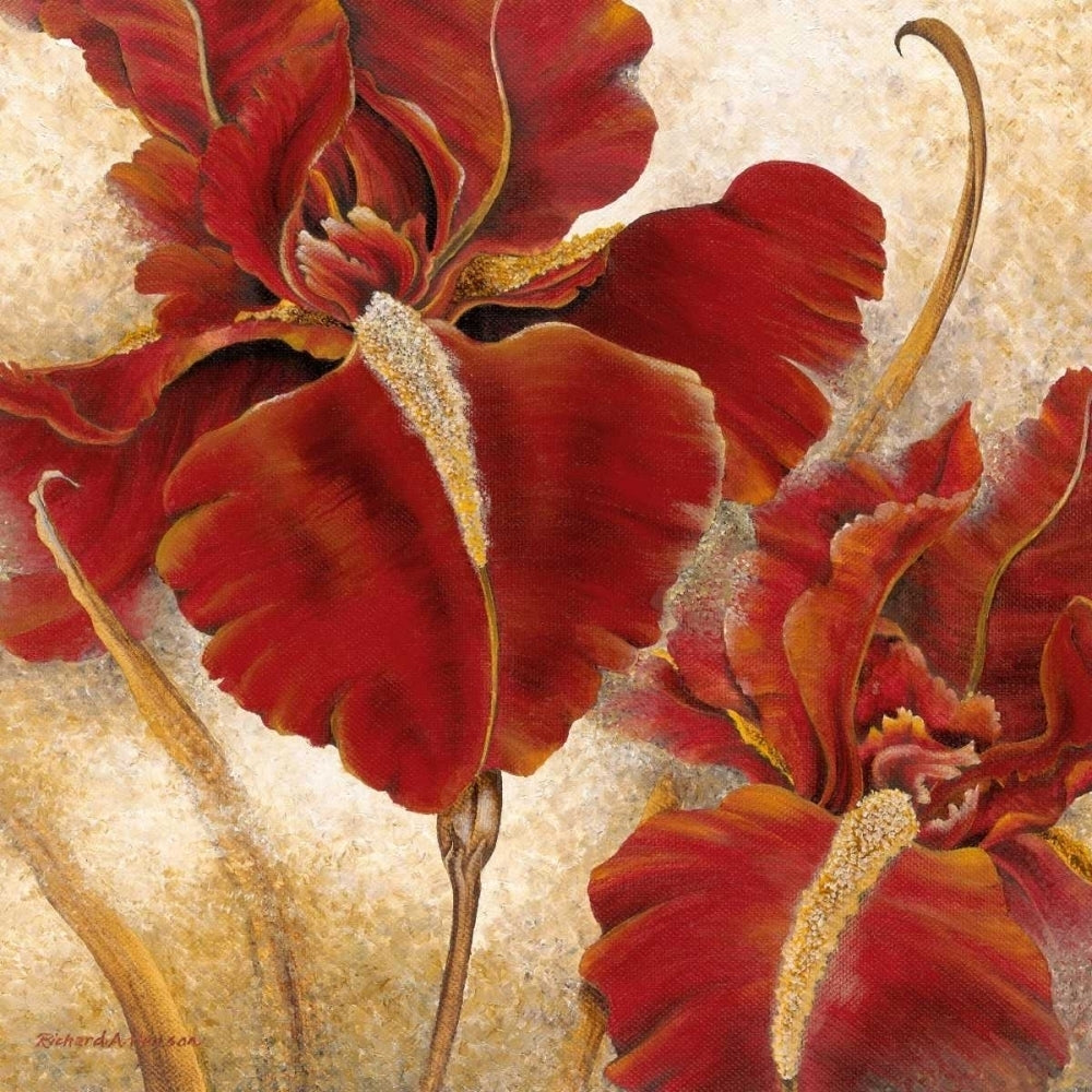 Red Iris Poster Print by Richard Henson-VARPDX11966 Image 1