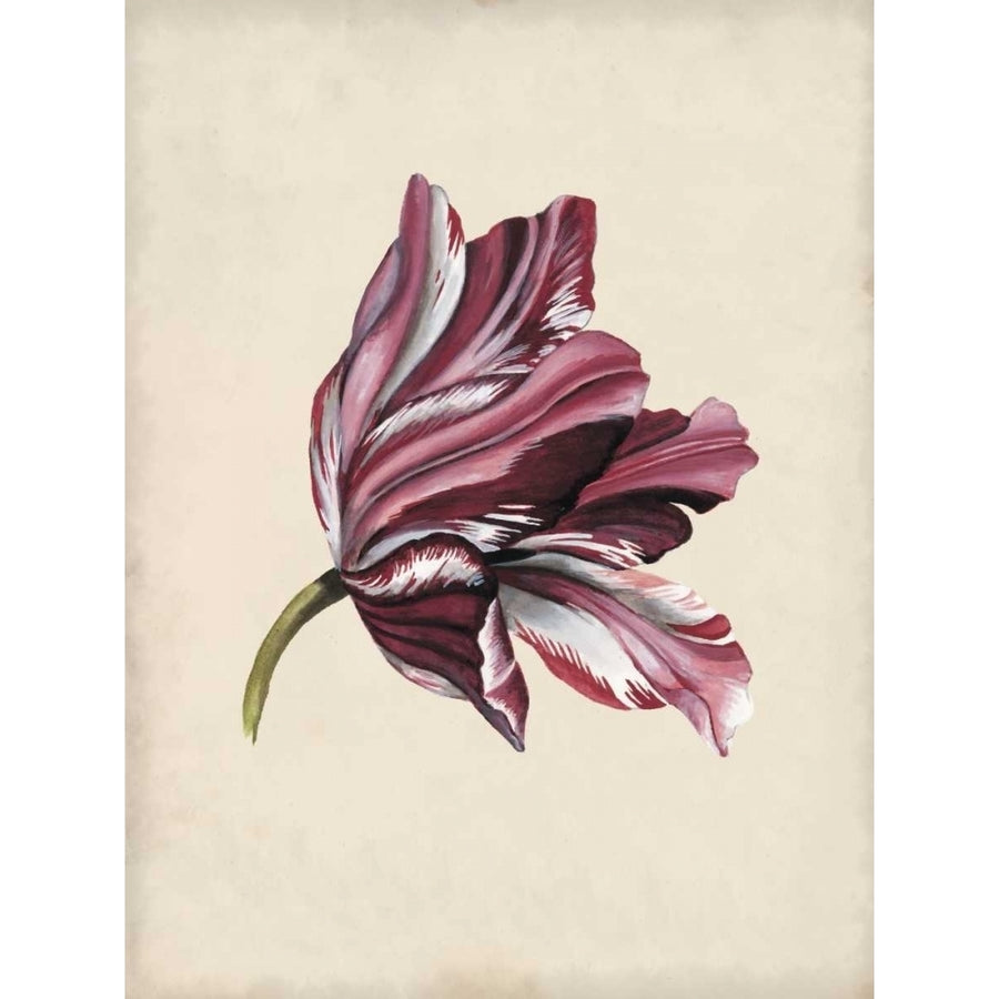 Antique Tulip Study III Poster Print - Naomi McCavitt-VARPDX120444Z Image 1