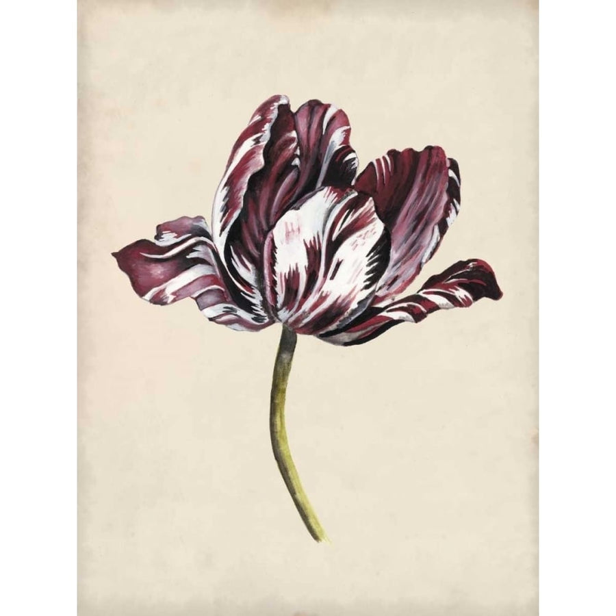 Antique Tulip Study I Poster Print - Naomi McCavitt-VARPDX120442Z Image 1