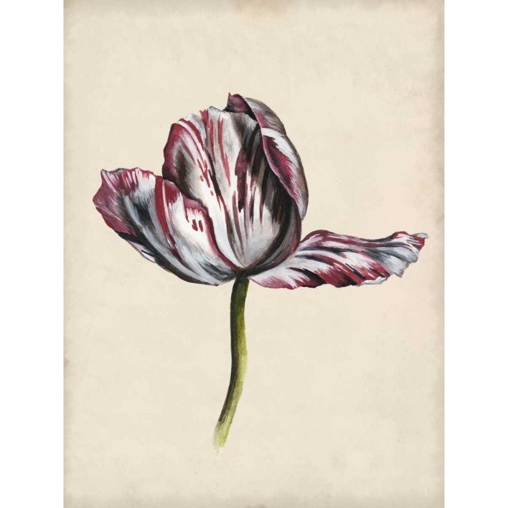 Antique Tulip Study II Poster Print - Naomi McCavitt-VARPDX120443Z Image 1