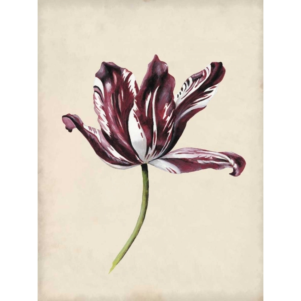 Antique Tulip Study IV Poster Print - Naomi McCavitt-VARPDX120445Z Image 1