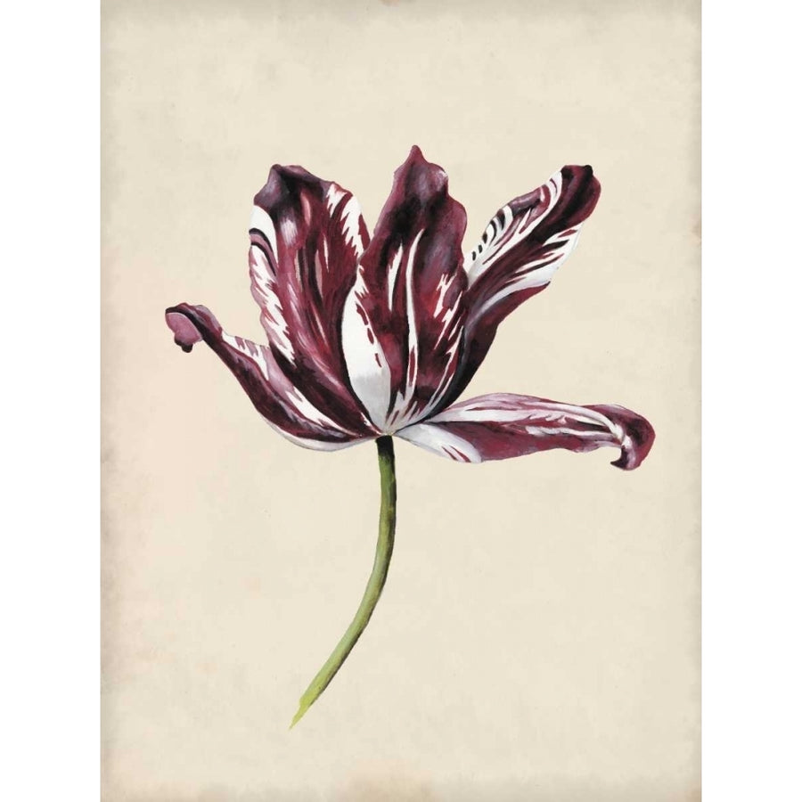 Antique Tulip Study IV Poster Print - Naomi McCavitt-VARPDX120445Z Image 1