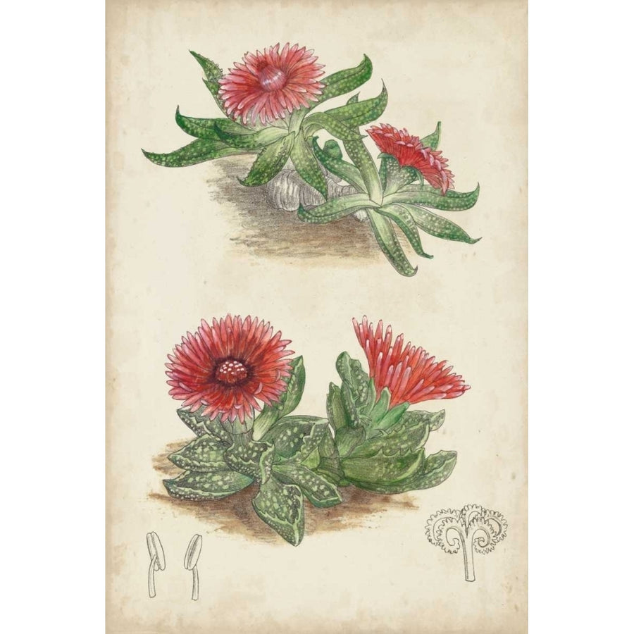 Antique Cactus V Poster Print - Curtis-VARPDX120450Z Image 1