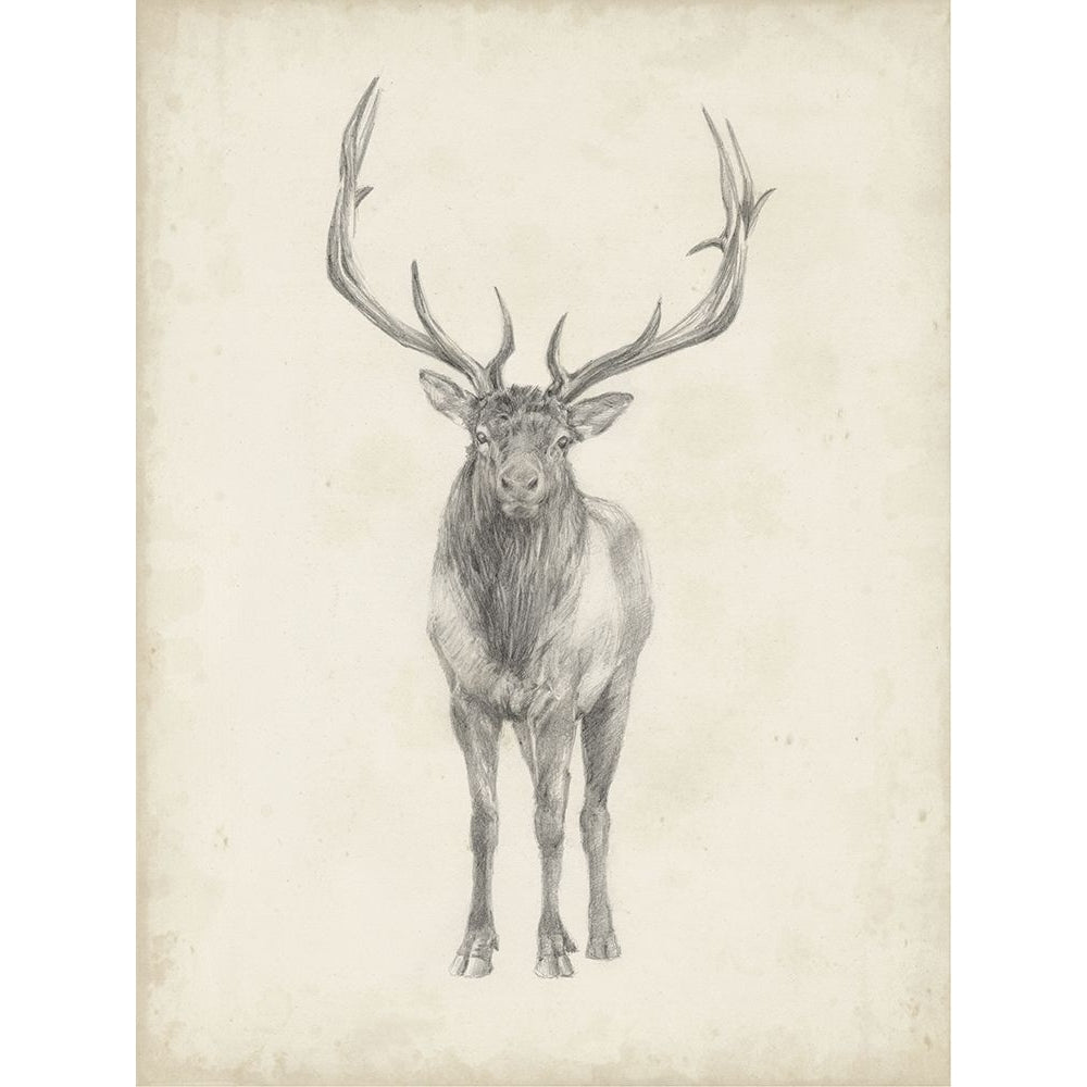 40x30 Custom Elk Study Poster Print - Ethan Harper-VARPDX120666VM Image 1