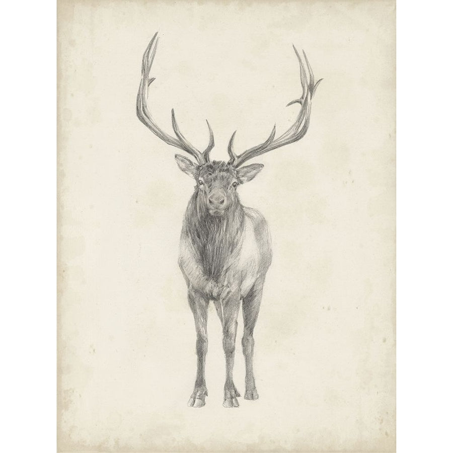 40x30 Custom Elk Study Poster Print - Ethan Harper-VARPDX120666VM Image 1