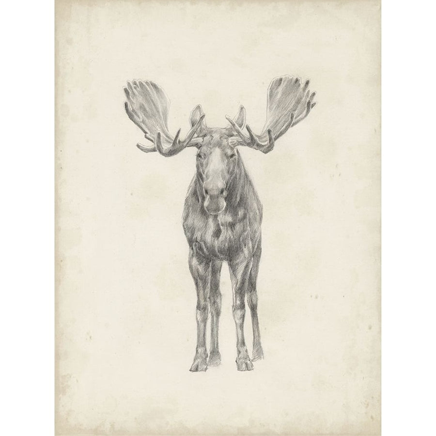 40x30 Custom Moose Study Poster Print - Ethan Harper-VARPDX120665VM Image 1