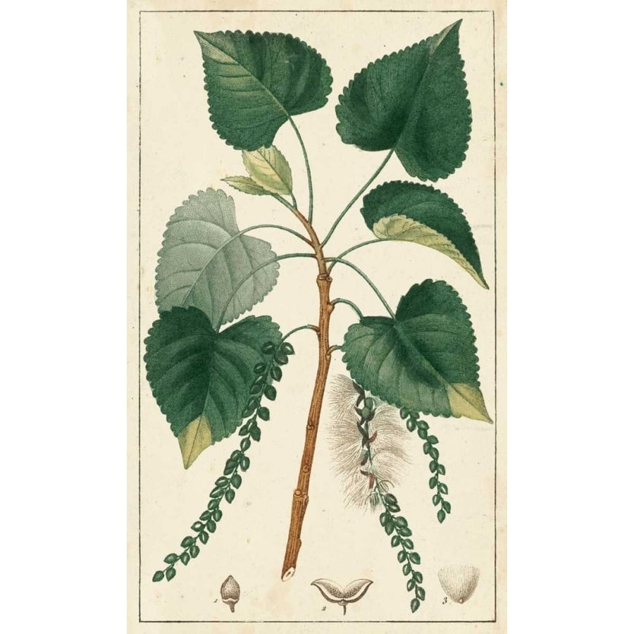 Turpin Poplar Tree Poster Print - Turpin-VARPDX120834Z Image 1