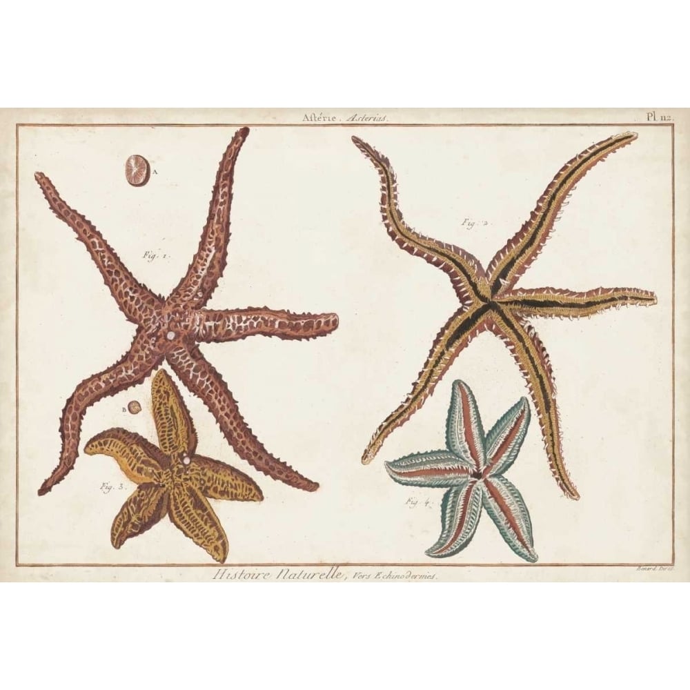 Starfish Naturelle III Poster Print - Denis Diderot-VARPDX120839Z Image 1