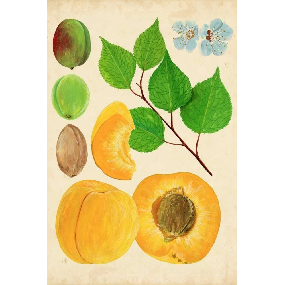 Apricot Study II Poster Print - Melissa Wang-VARPDX120804Z Image 1