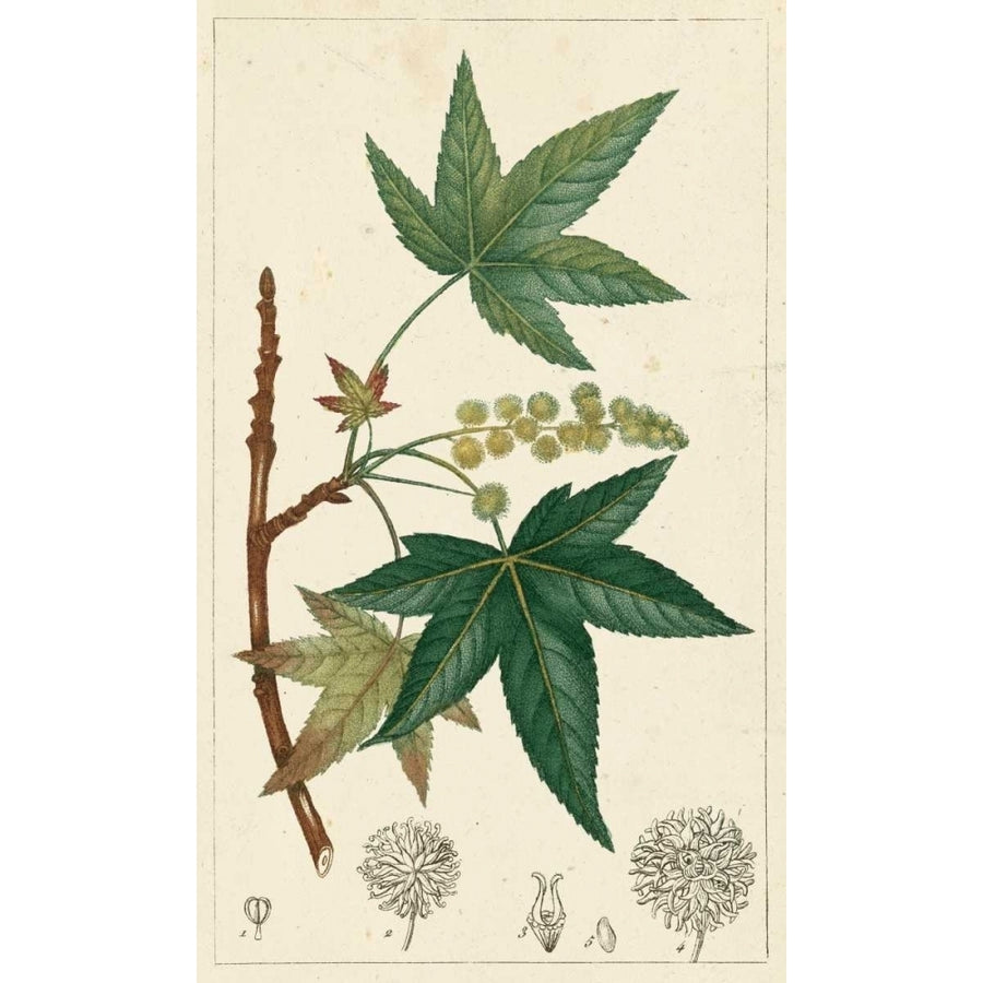 Turpin Maple Tree Poster Print - Turpin-VARPDX120833Z Image 1