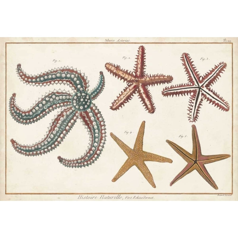 Starfish Naturelle II Poster Print - Denis Diderot-VARPDX120838Z Image 1