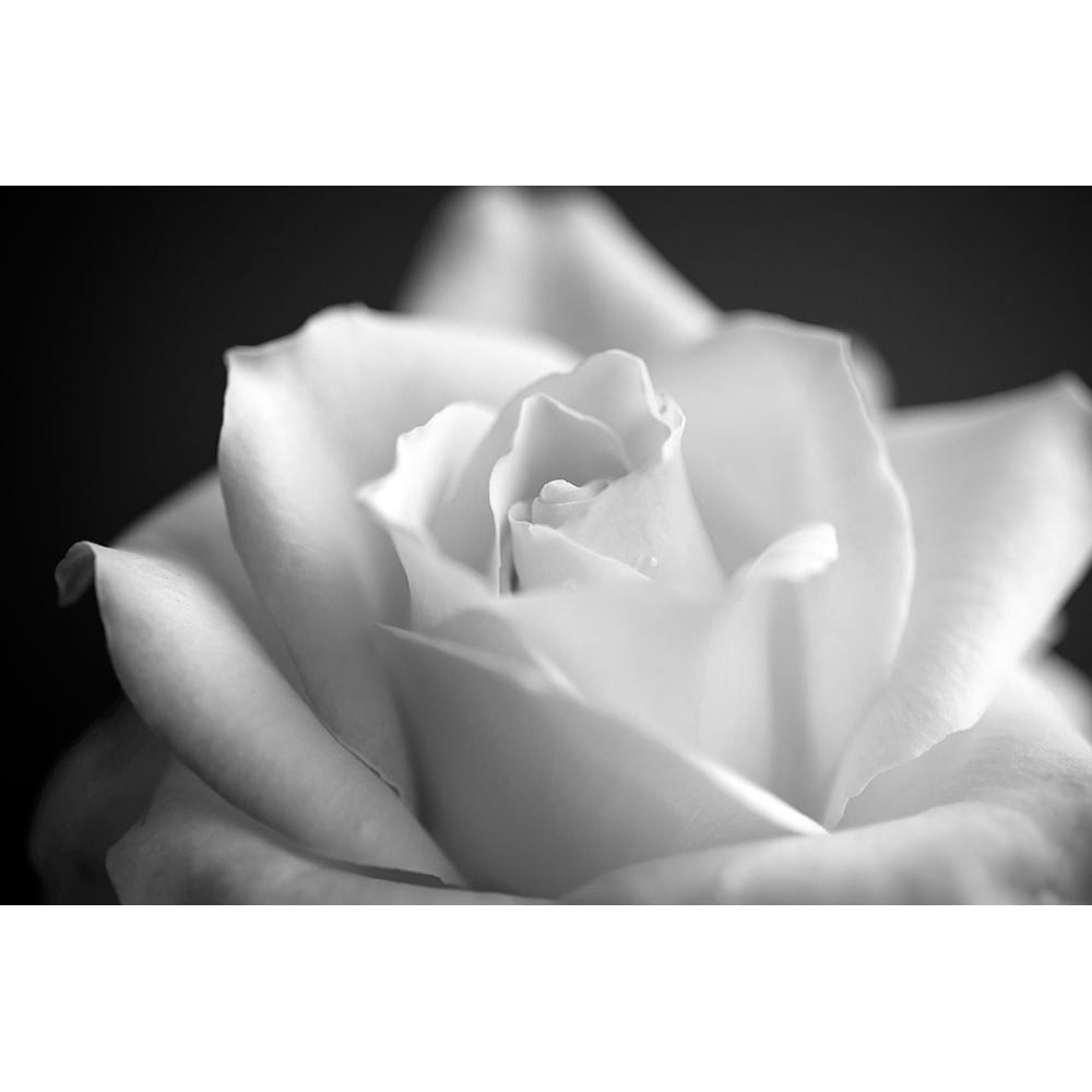 Blooming White Rose Poster Print by Bill Carson Photography-VARPDX12086J Image 1