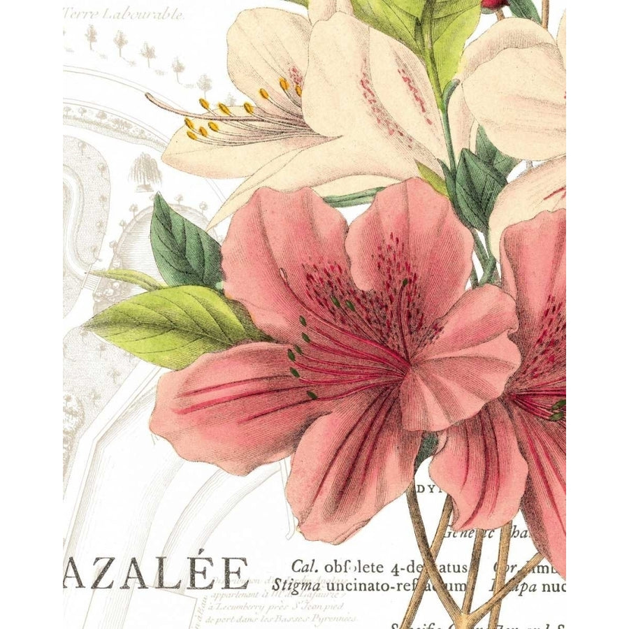 Azalee Jardin I Poster Print by Wild Apple Portfolio-VARPDX1212 Image 1