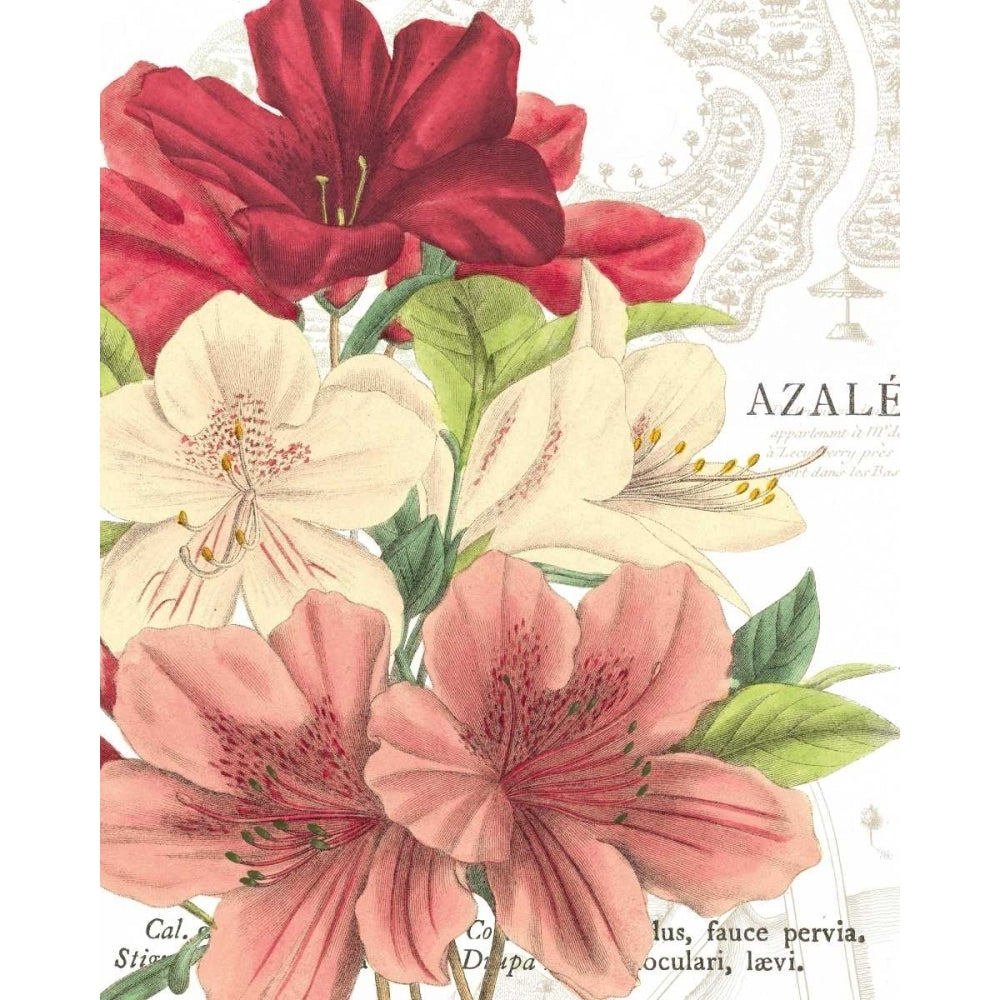 Azalee Jardin II Poster Print by Wild Apple Portfolio-VARPDX1213 Image 1