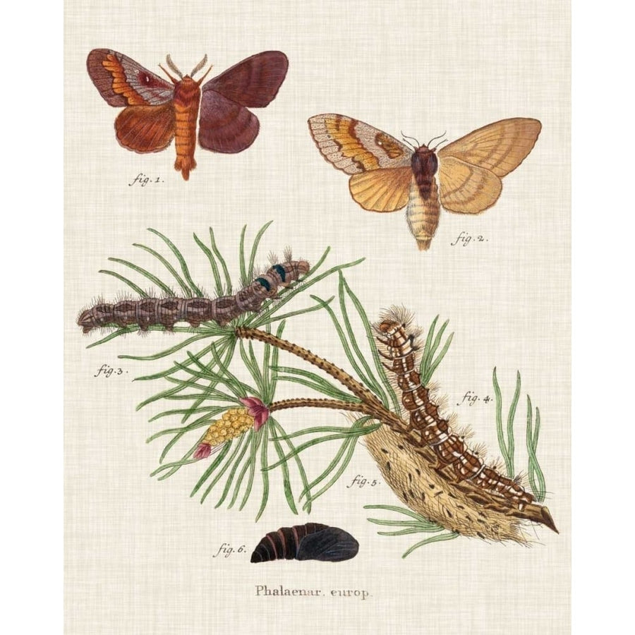 Life Cycle of a Moth II Poster Print - Johann Esper-VARPDX121323Z Image 1