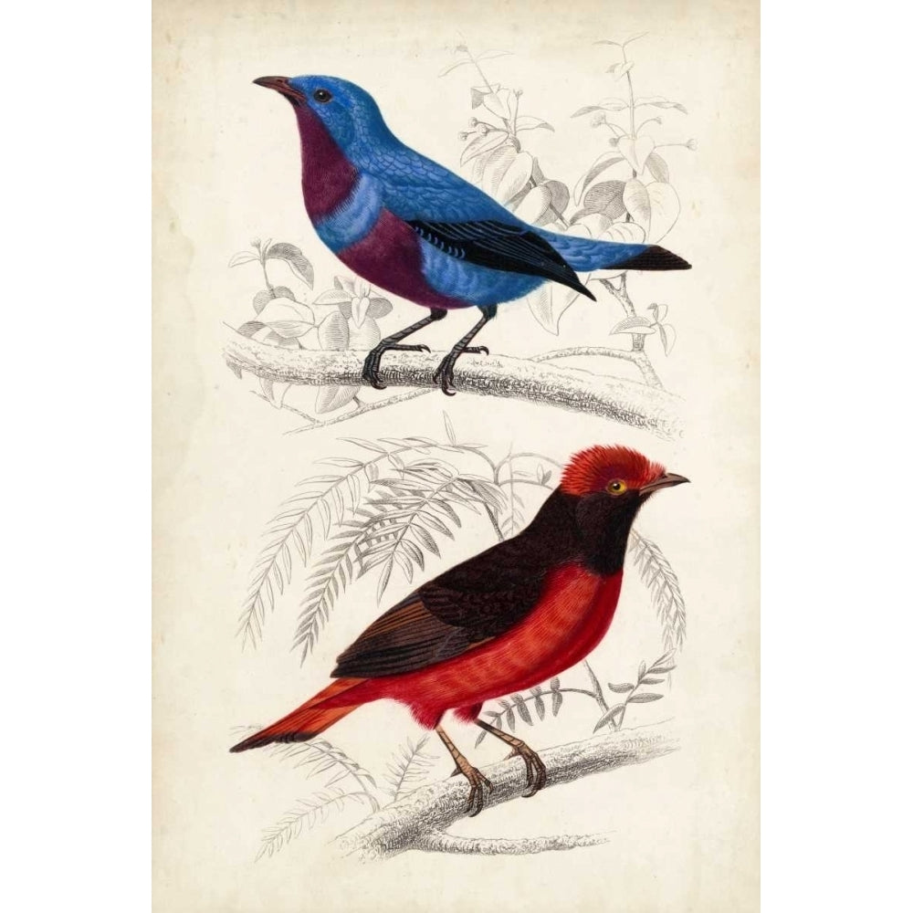 DOrbigny Birds II Poster Print - Orbigny M. D-VARPDX121331Z Image 1