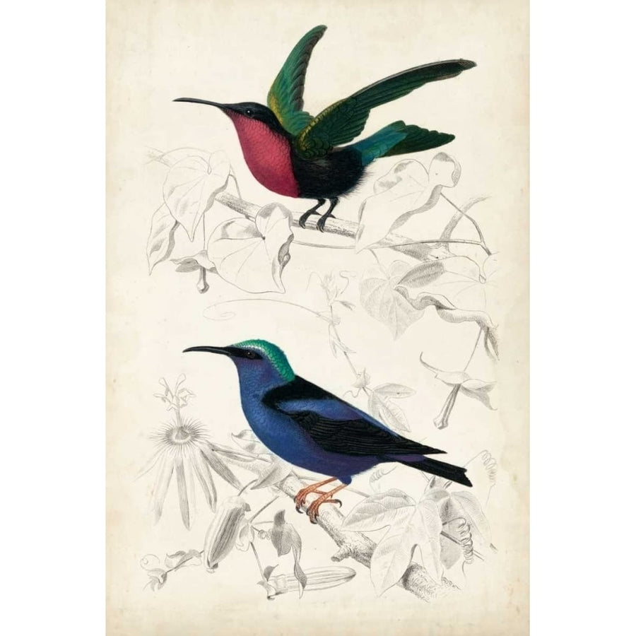 DOrbigny Birds I Poster Print - Orbigny M. D-VARPDX121330Z Image 1