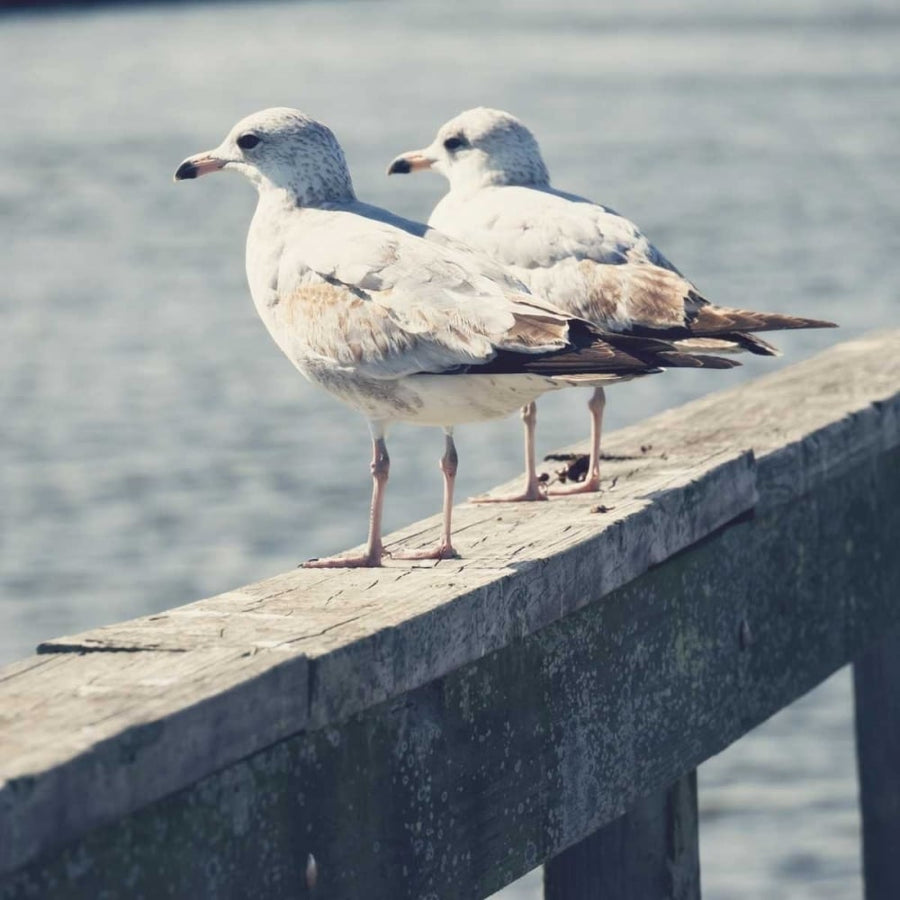 Look Out Dock II Poster Print by Gail Peck-VARPDX12134B Image 1