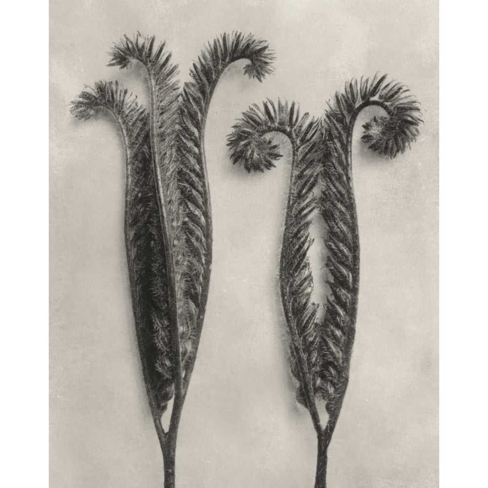 Blossfeldt Botanical II Poster Print - Karl Blossfeldt-VARPDX121361Z Image 1