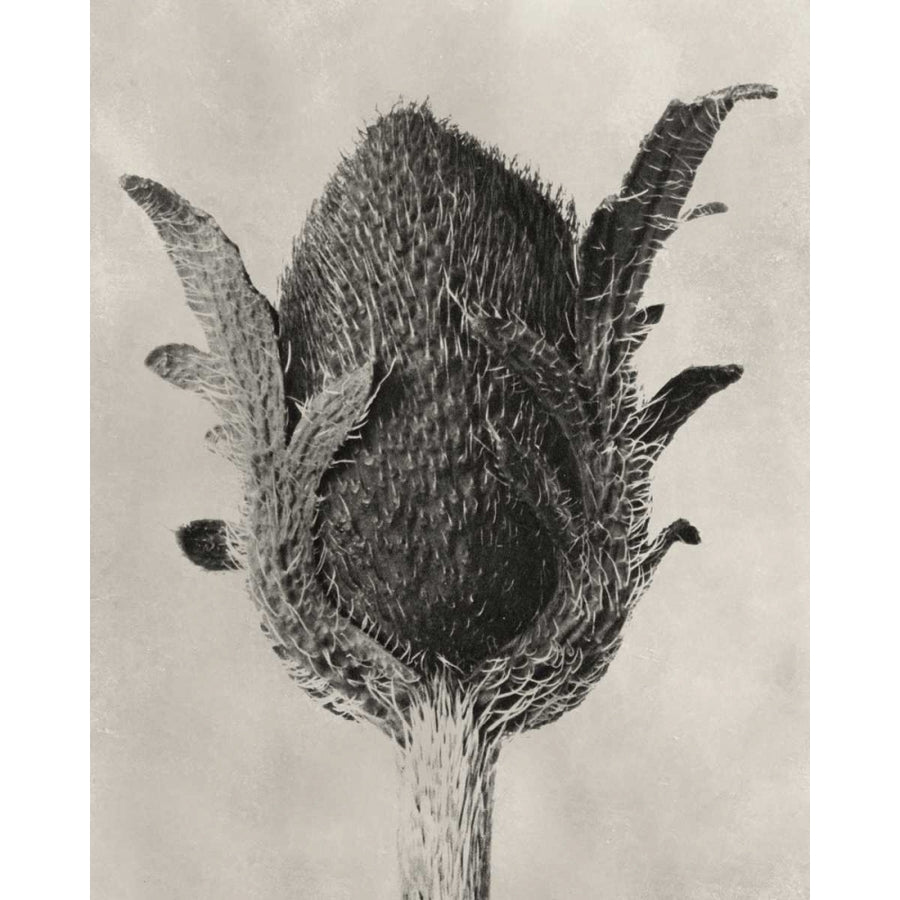 Blossfeldt Botanical VI Poster Print - Karl Blossfeldt-VARPDX121365Z Image 1