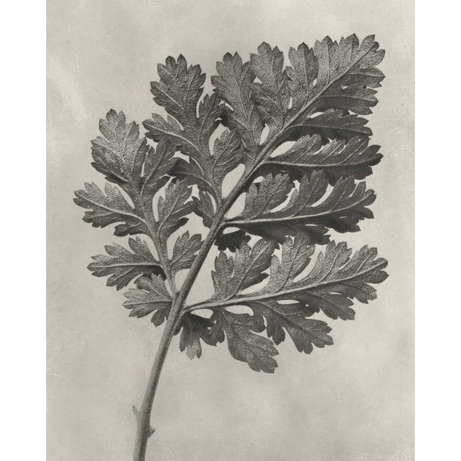 Blossfeldt Botanical III Poster Print - Karl Blossfeldt-VARPDX121362Z Image 1