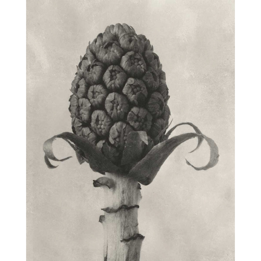 Blossfeldt Botanical IV Poster Print - Karl Blossfeldt-VARPDX121363Z Image 1