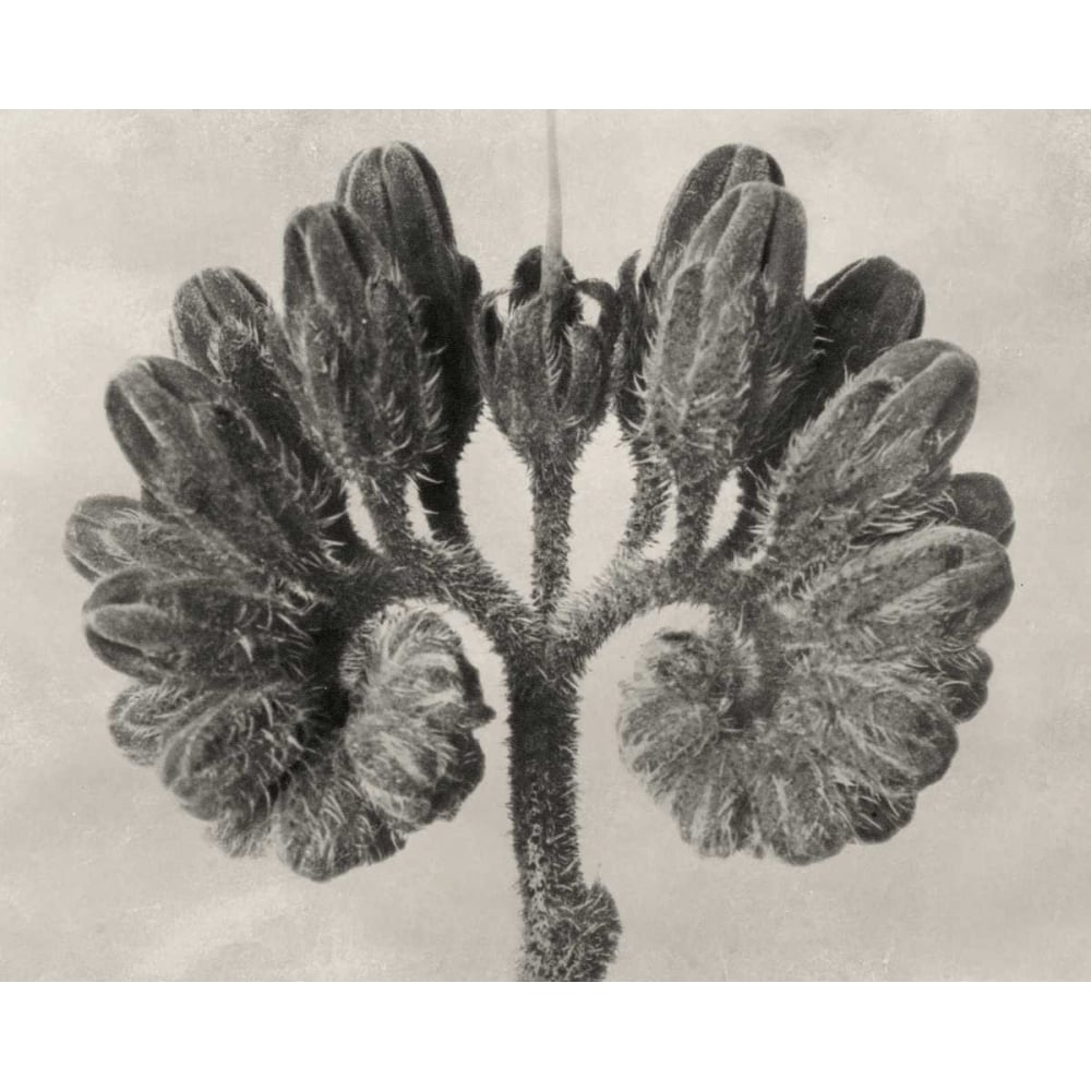 Blossfeldt Botanical VIII Poster Print - Karl Blossfeldt-VARPDX121367Z Image 1