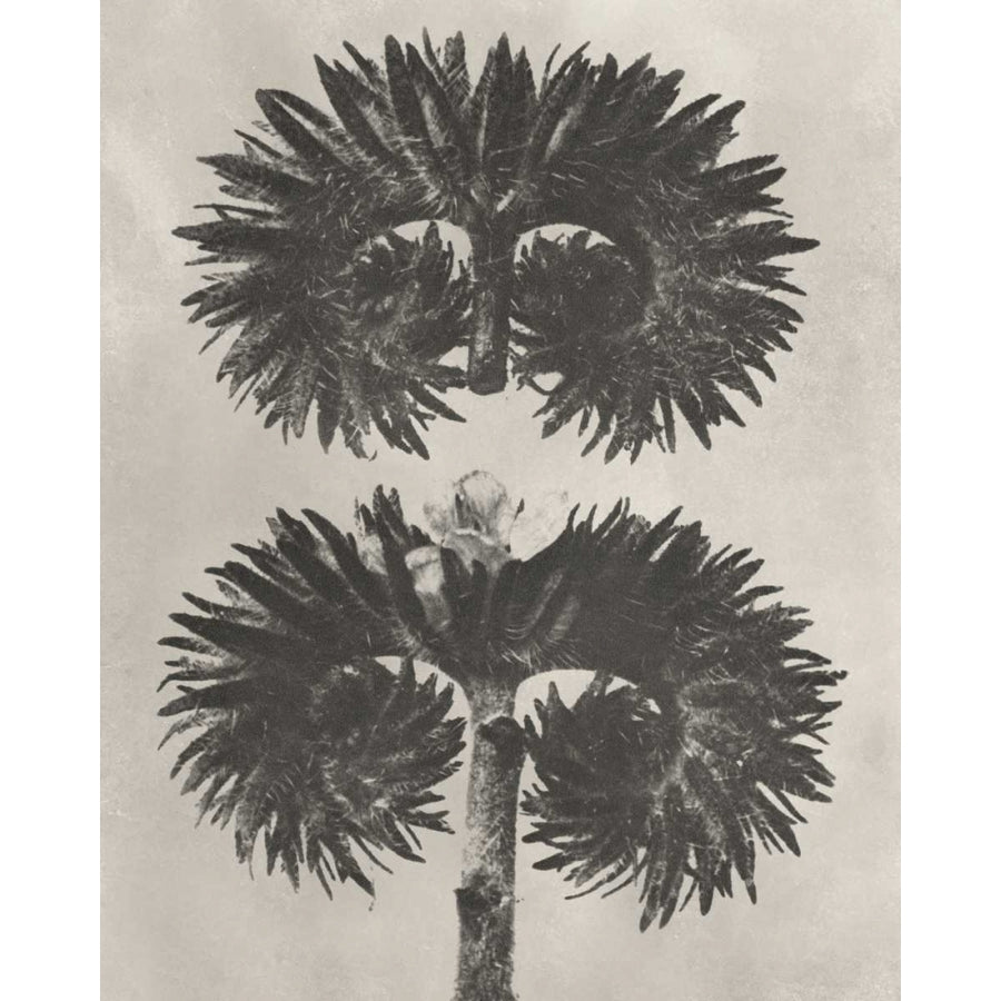 Blossfeldt Botanical V Poster Print - Karl Blossfeldt-VARPDX121364Z Image 1