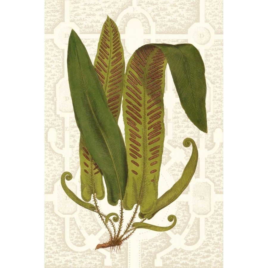 Garden Ferns I Poster Print - Studio Vision-VARPDX121431Z Image 1