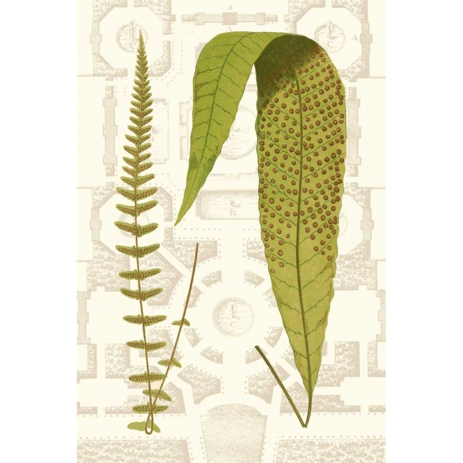 Garden Ferns III Poster Print - Studio Vision-VARPDX121433Z Image 1