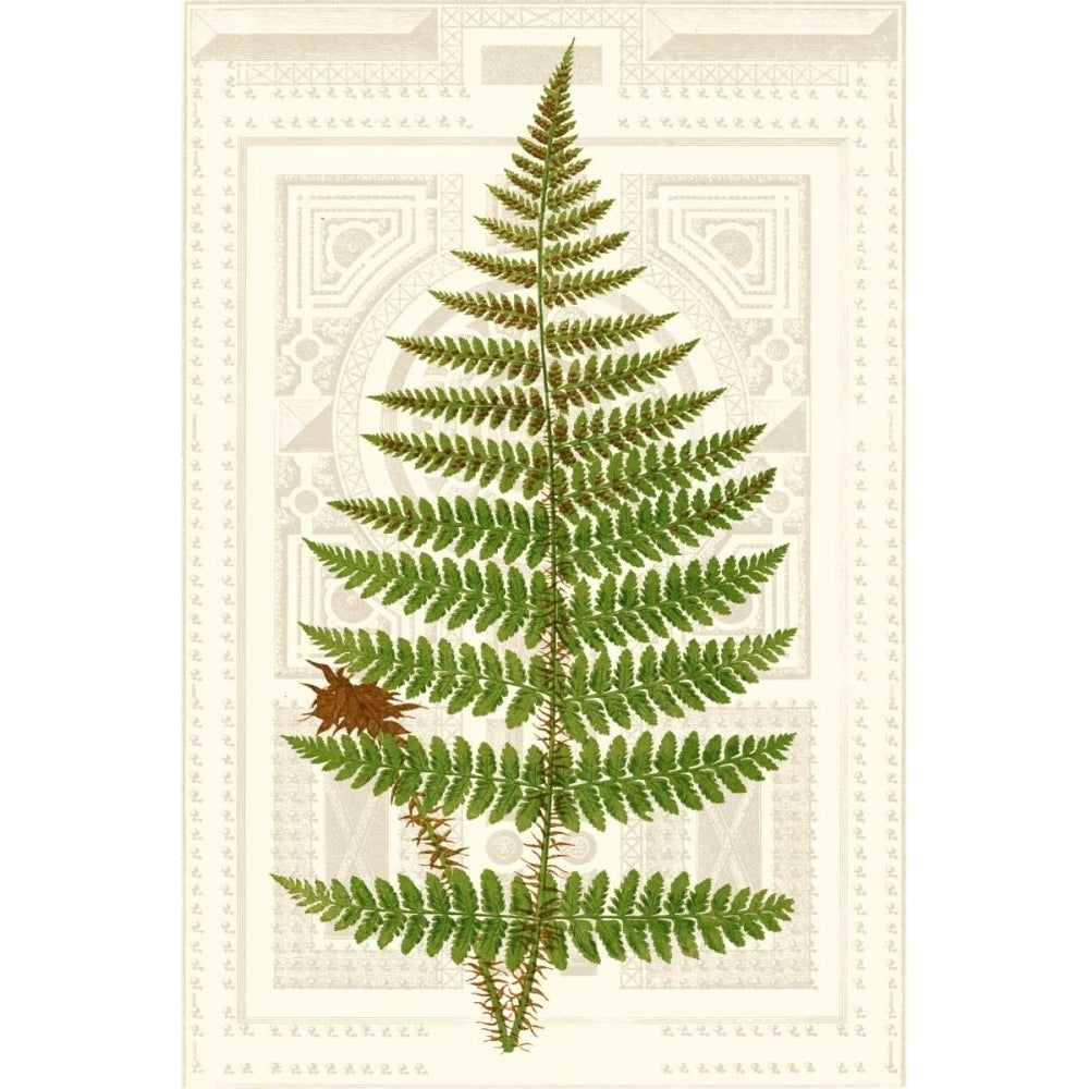 Garden Ferns V Poster Print - Studio Vision-VARPDX121435Z Image 1