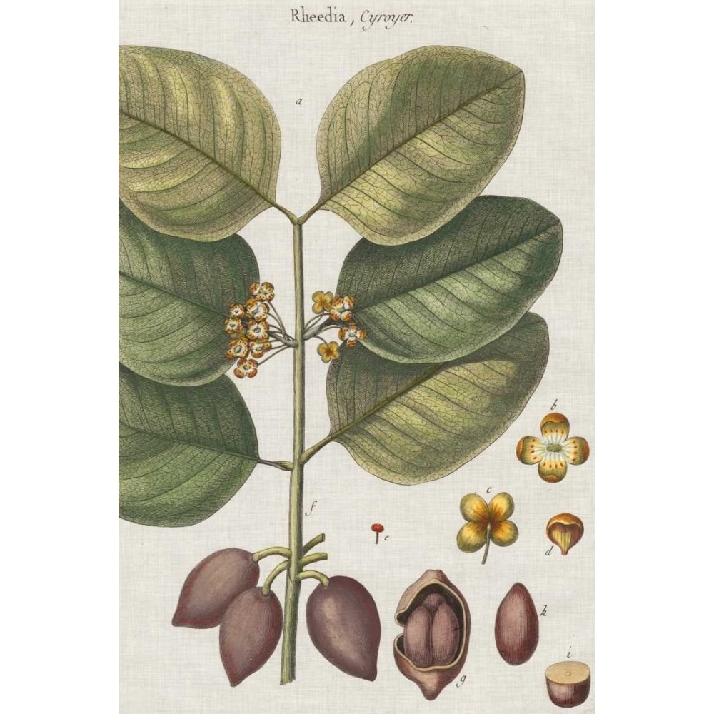 Exotic Botanique II Poster Print - Studio Vision-VARPDX121444Z Image 1