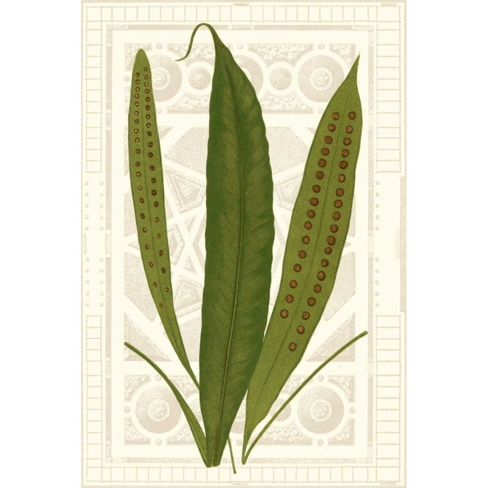 Garden Ferns VI Poster Print - Studio Vision-VARPDX121436Z Image 1