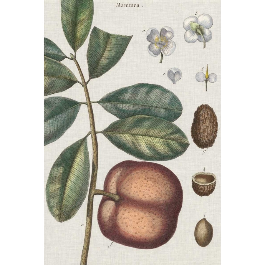 Exotic Botanique IV Poster Print - Studio Vision-VARPDX121446Z Image 1