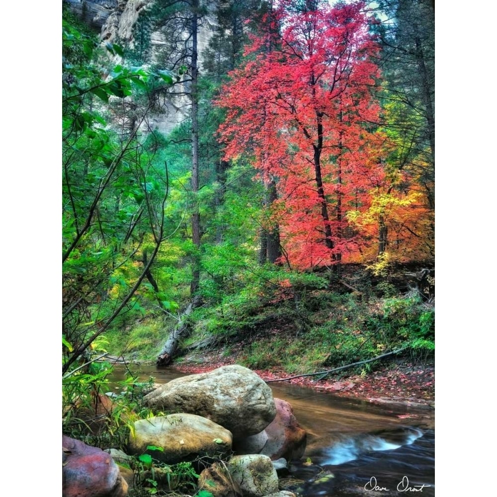 Peaceful Woods II Poster Print - David Drost-VARPDX121491D Image 1