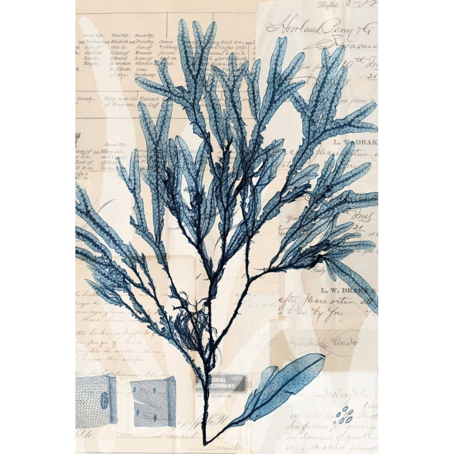 Seaweed Arrangement I Poster Print - Studio Vision-VARPDX121507Z Image 1