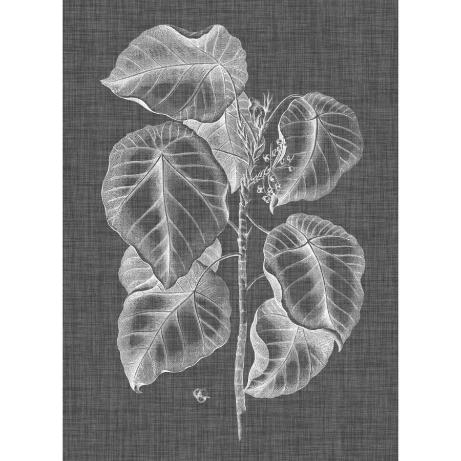 Graphic Foliage IV Poster Print - Studio Vision-VARPDX121546Z Image 1