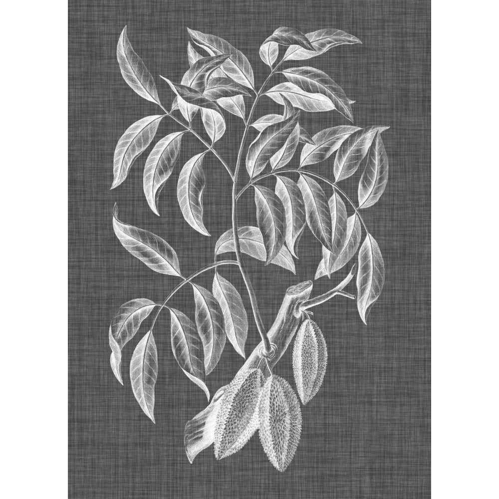 Graphic Foliage III Poster Print - Studio Vision-VARPDX121545Z Image 1