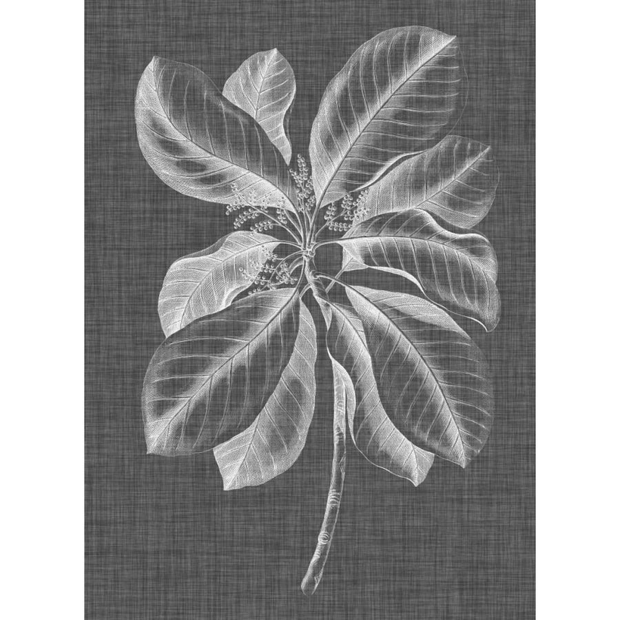 Graphic Foliage II Poster Print - Studio Vision-VARPDX121544Z Image 1