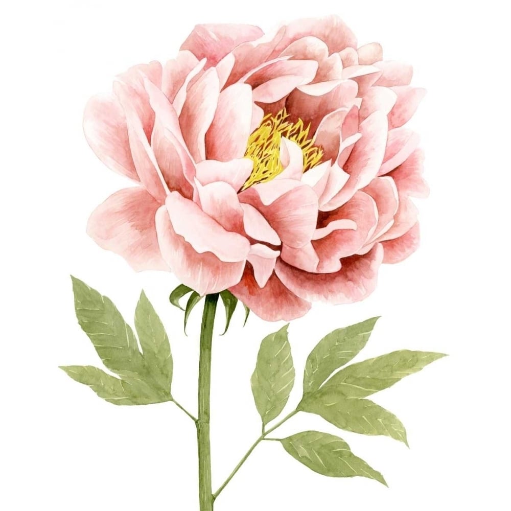 Watercolor Peony I Poster Print - Grace Popp-VARPDX121691Z Image 1