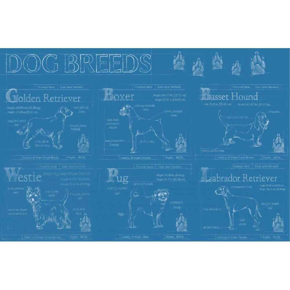 Dog Breeds Infograph Poster Print - Ethan Harper-VARPDX121685GG Image 1