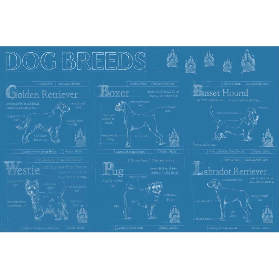 Dog Breeds Infograph Poster Print - Ethan Harper-VARPDX121685GG Image 1