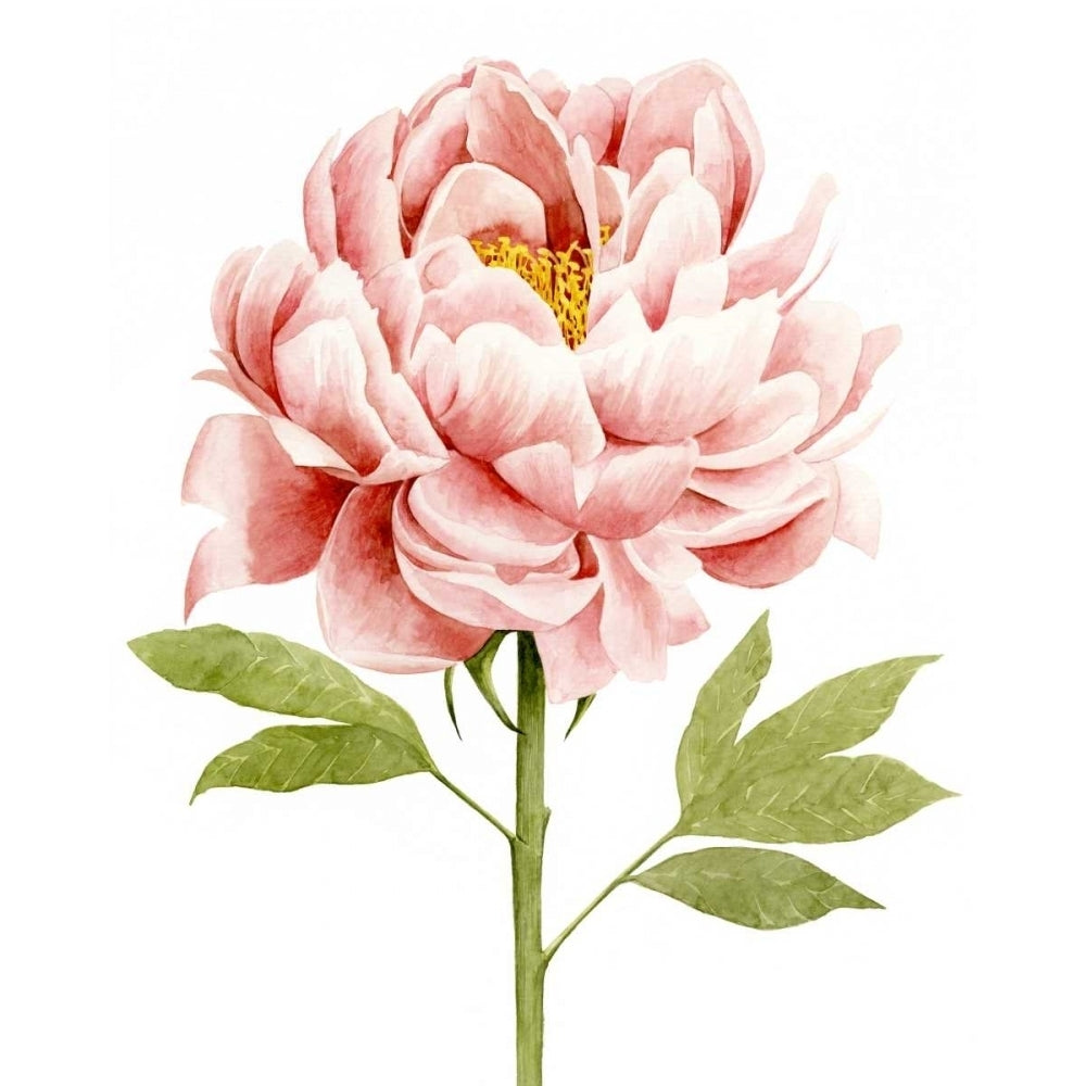 Watercolor Peony II Poster Print - Grace Popp-VARPDX121692Z Image 1