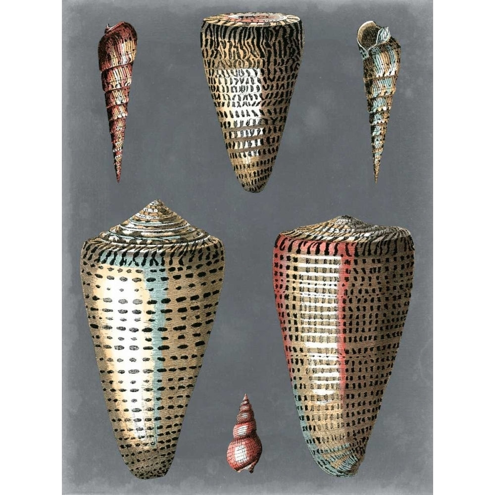 Midnight Shells I Poster Print - Pierre Redoute-VARPDX121719Z Image 1