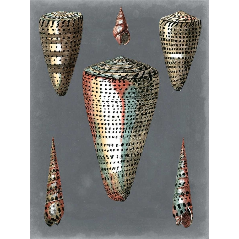 Midnight Shells II Poster Print - Pierre Redoute-VARPDX121720Z Image 1